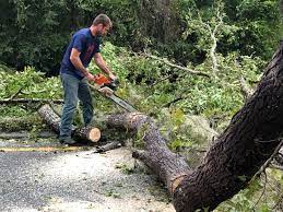 Thoreau, NM Tree Care Company