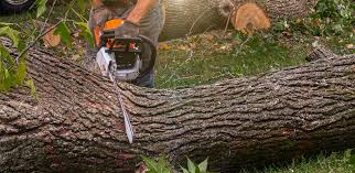 Mulching Services in Thoreau, NM