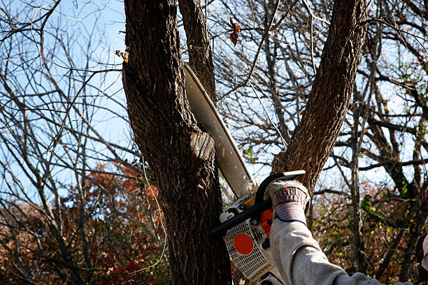 Lawn Pest Prevention in Thoreau, NM